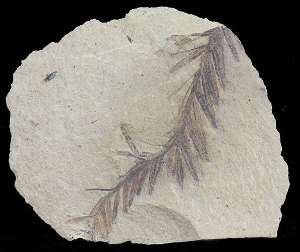 Metasequoia (Dawn Redwood) Fossil - Montana #62284